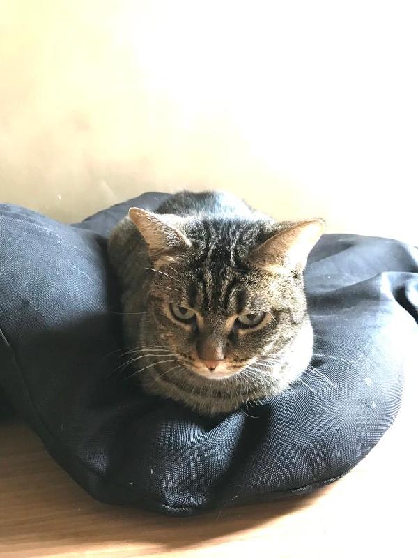 Marina, bella micia tricolore Foto 5